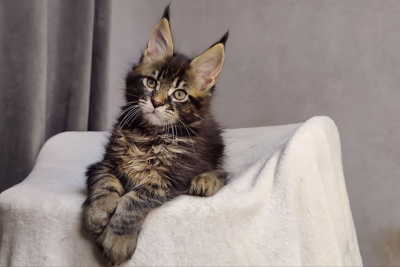 Hummer Maine Coon POLY Male (Reserved) $3100