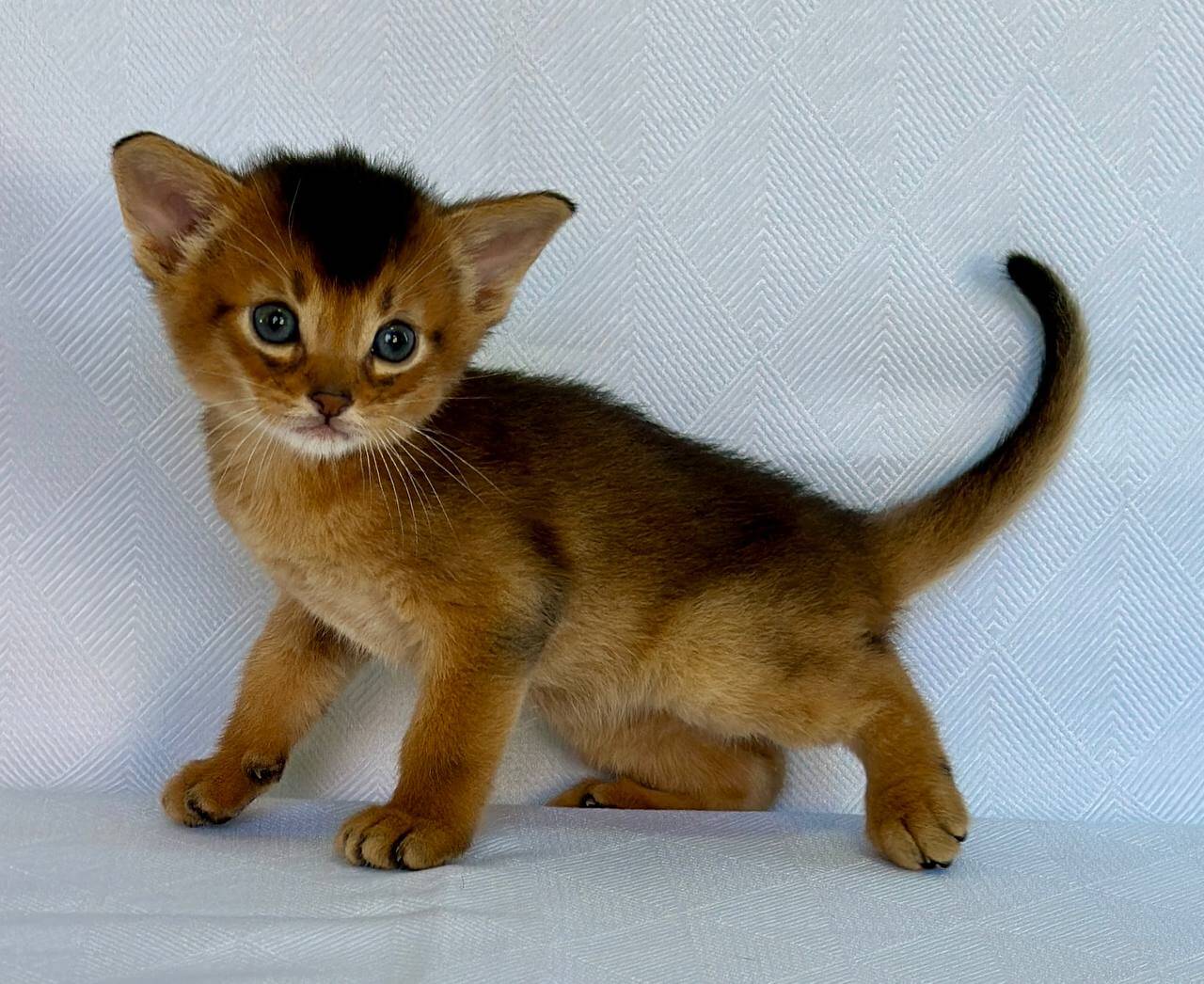 Zevs Abyssinian Male (Available) $2900