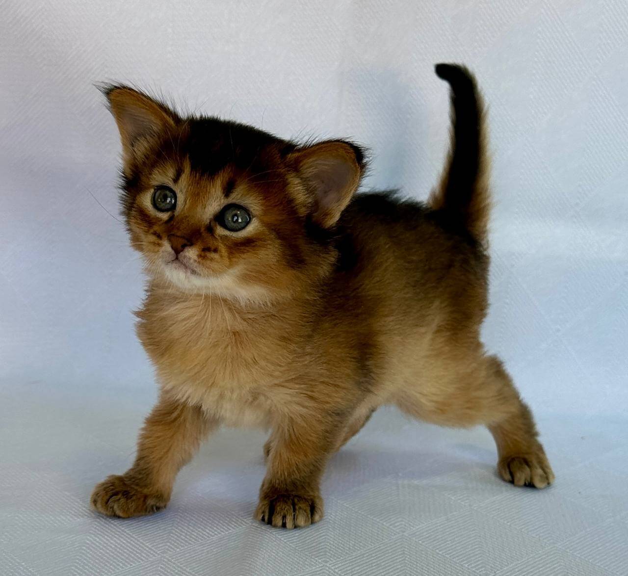 Xena Somali Female (Available) $2900