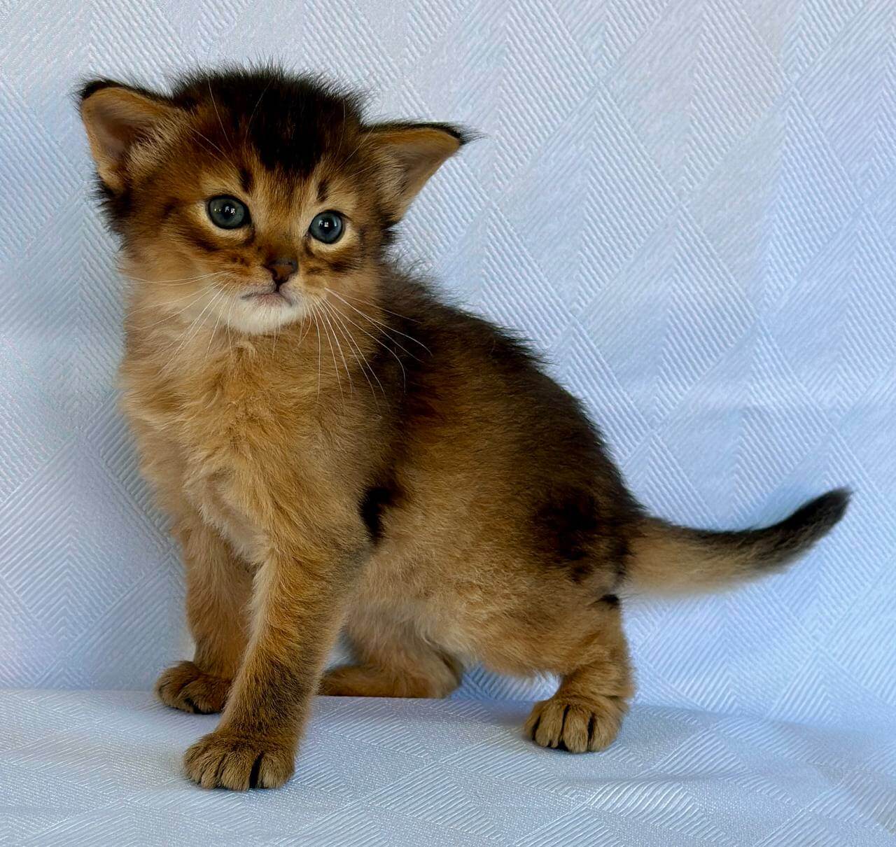 Yogurt Somali Male (Available) $2900