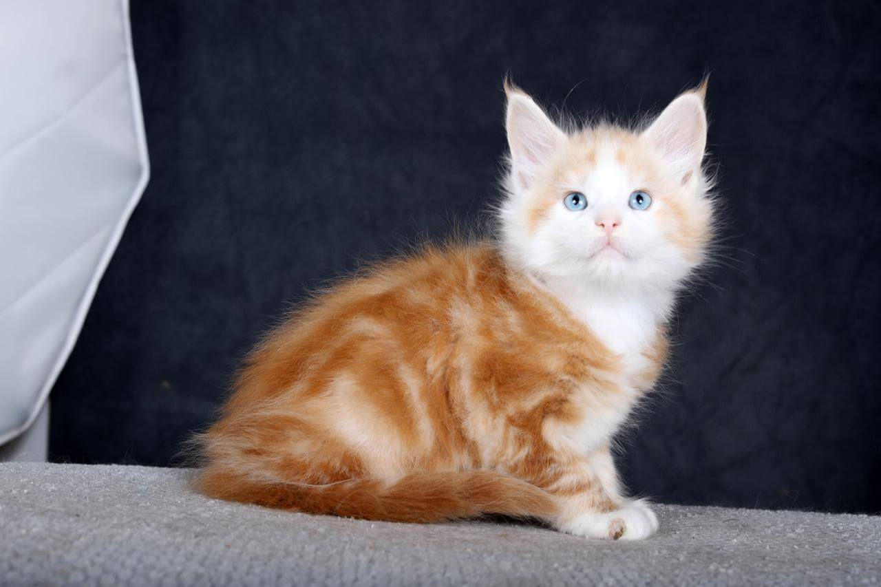 EXCLUSIVE!!! Sharm Maine Coon  Male (Available) $4700