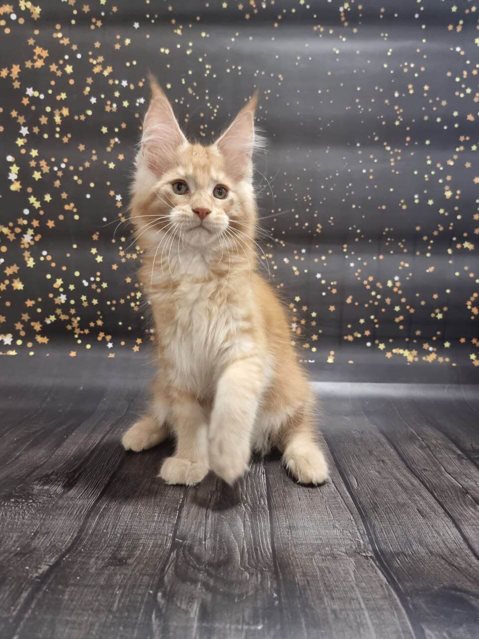 Shelf Maine Coon  Male (Available) $3000