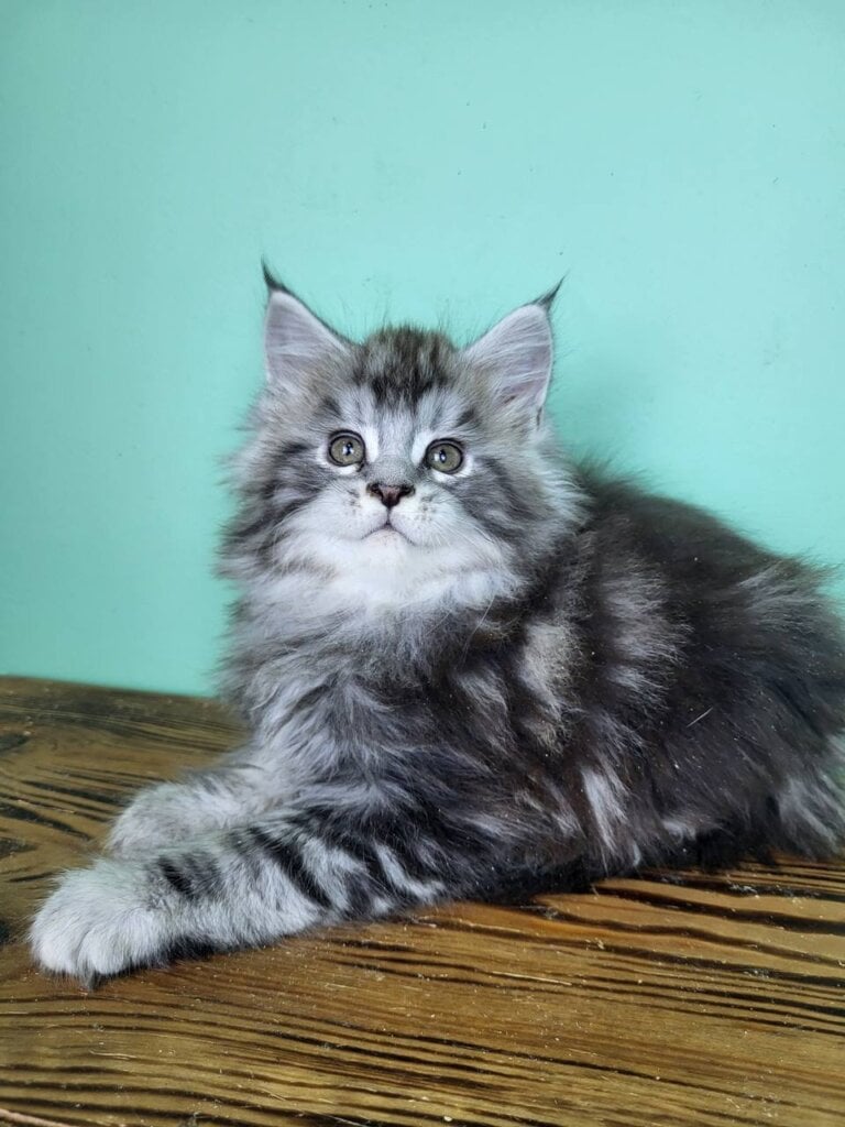 Darius Maine Coon  Male (Available) $3250