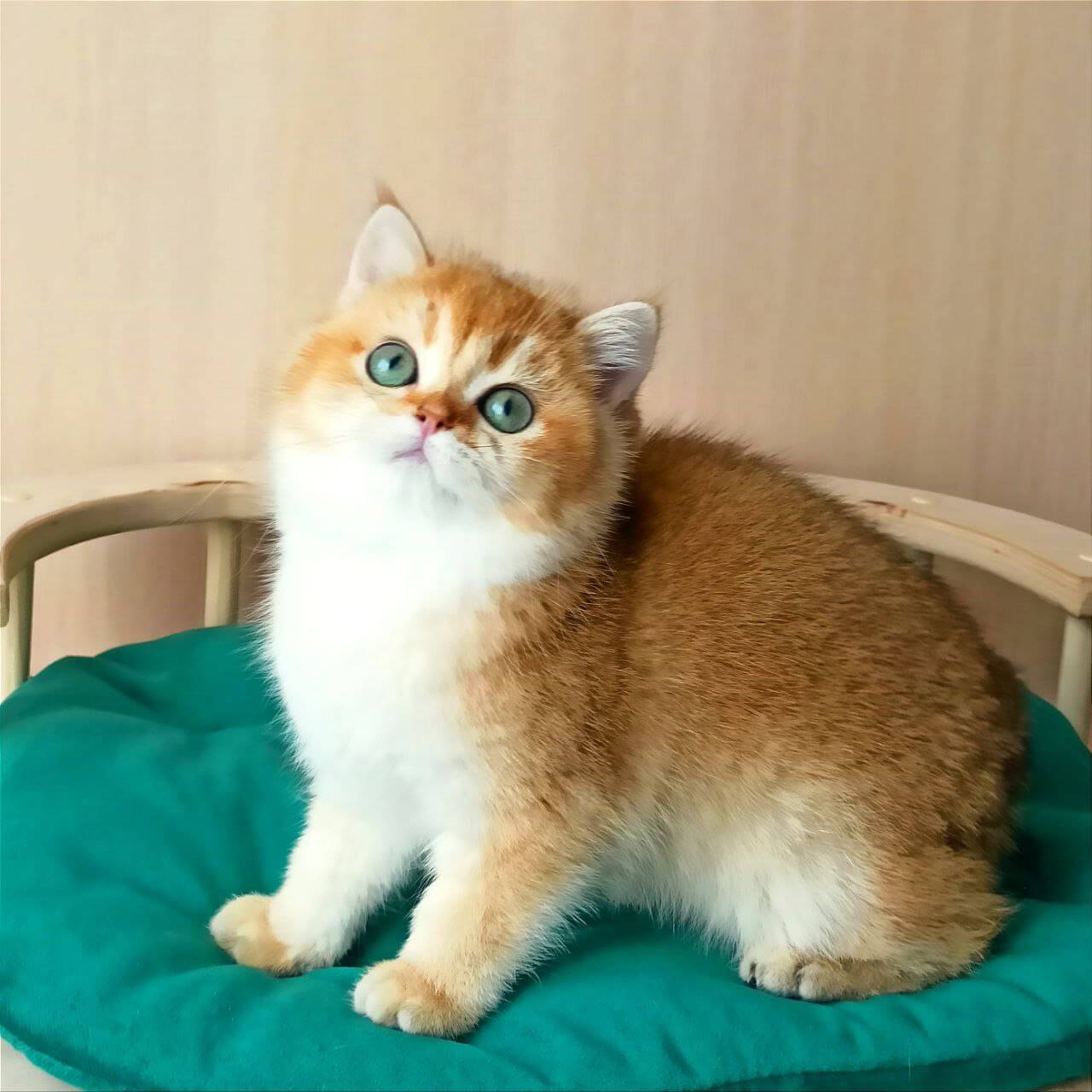 Xsena British Shorthair Female (Available) $2800