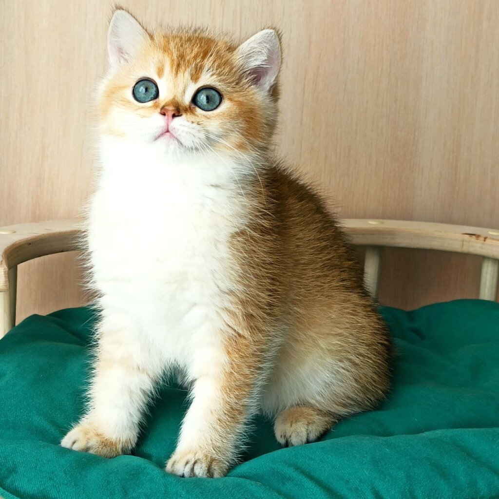 Xsander British Shorthair Male (Available) $2700