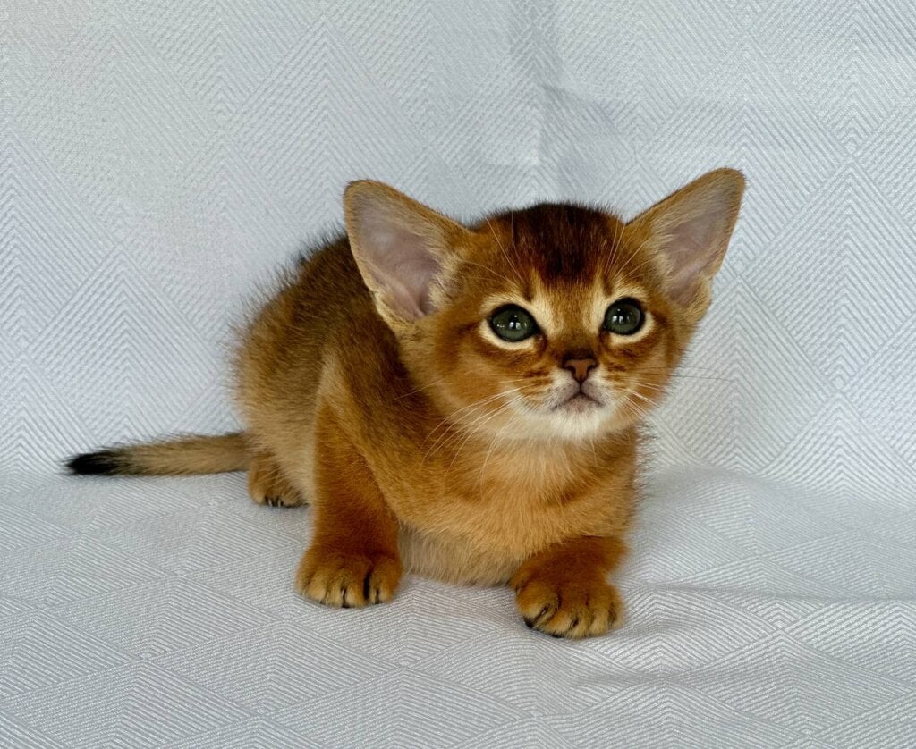 Alisa Abyssinian Female (Available) $2900