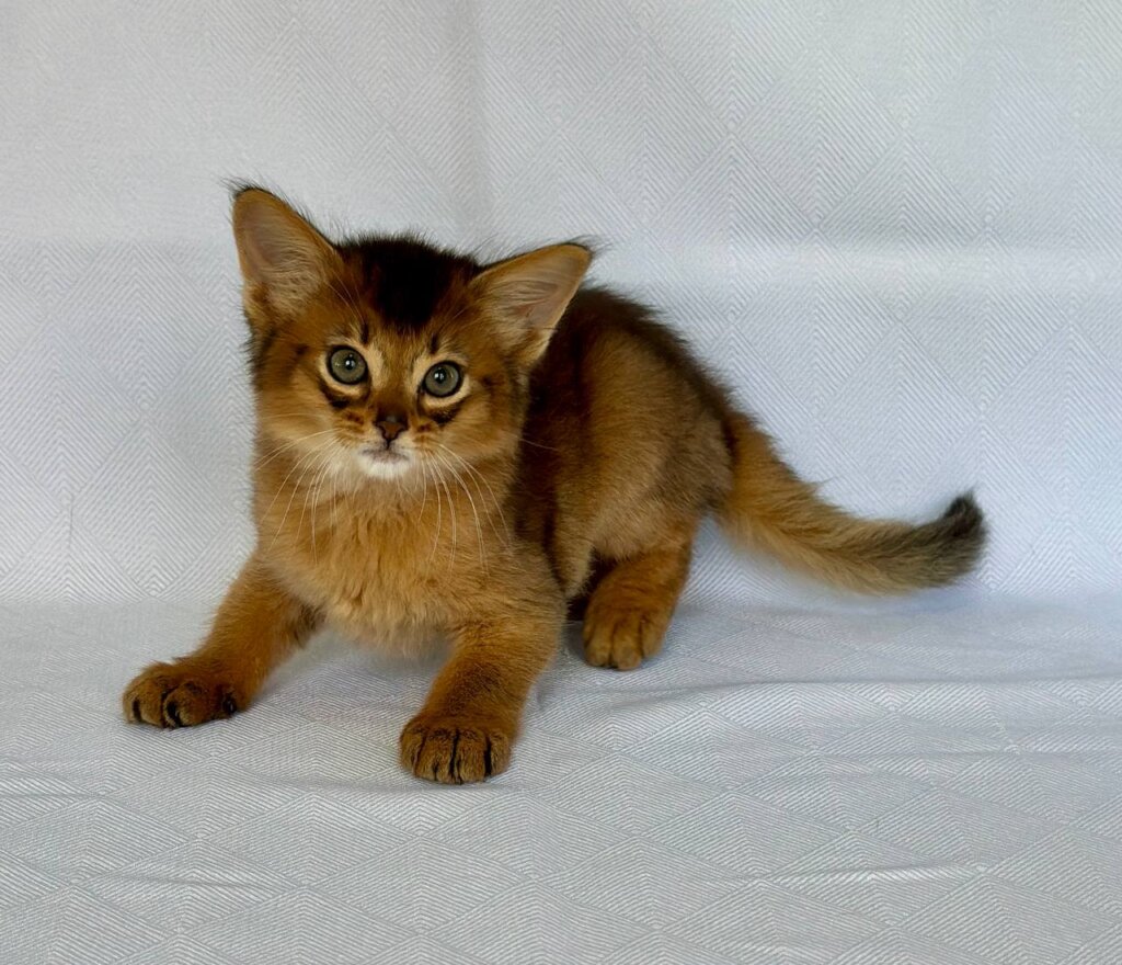 Yogurt Somali Male (Available) $2900