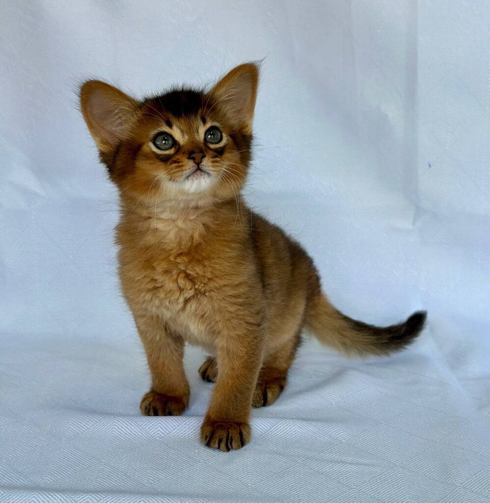 Yumi Somali Male (Available) $2900