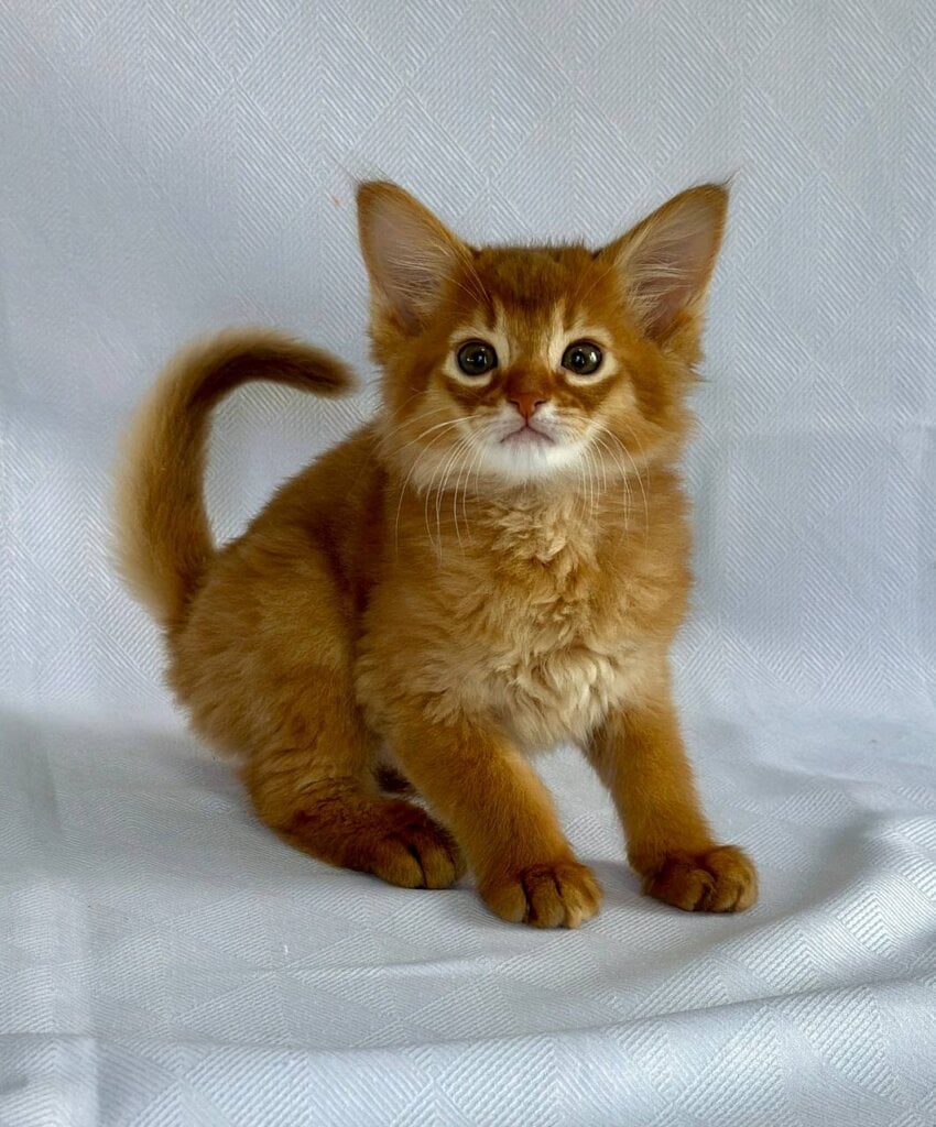 Wilson Somali Male (Available) $2900