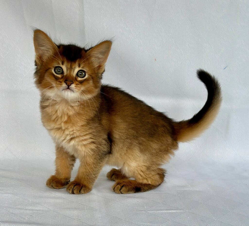 Xavier Somali Male (Available) $2900