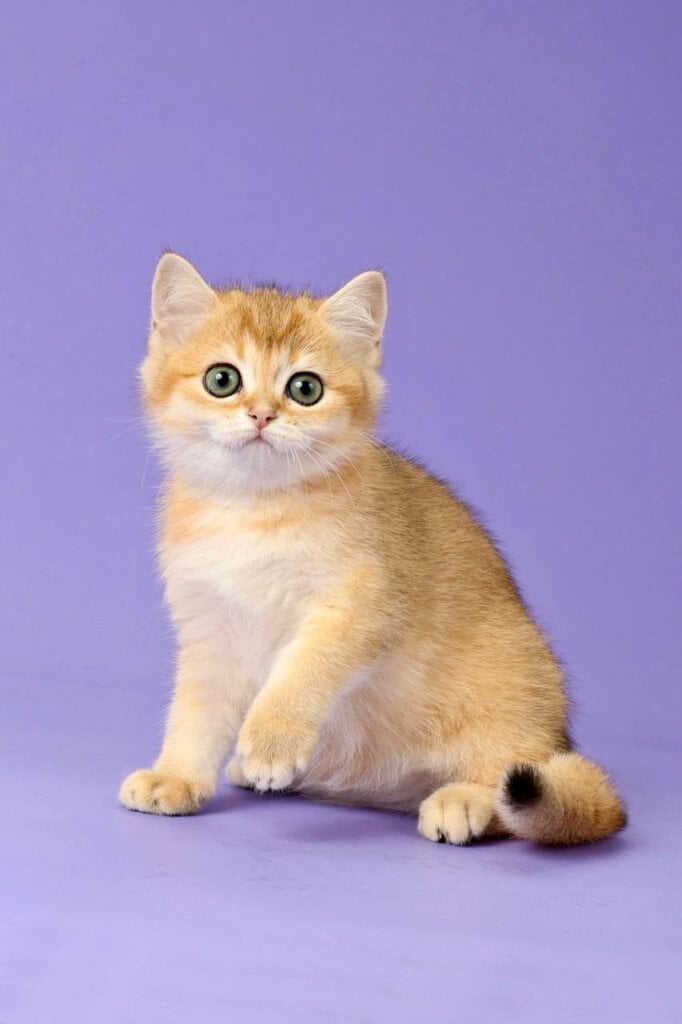 Ollie British Shorthair Female (Available) $2900