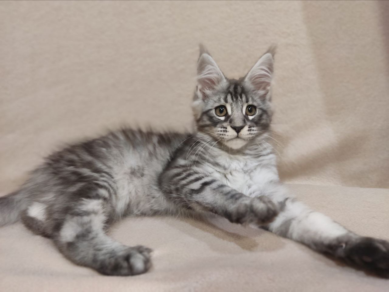 Irbis Maine Coon Male (Available) $2800