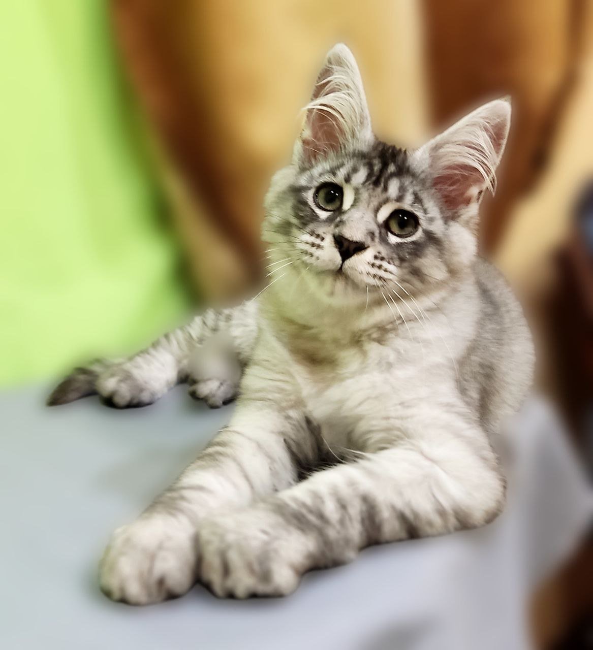 Isabella Maine Coon Female (Available) $2800