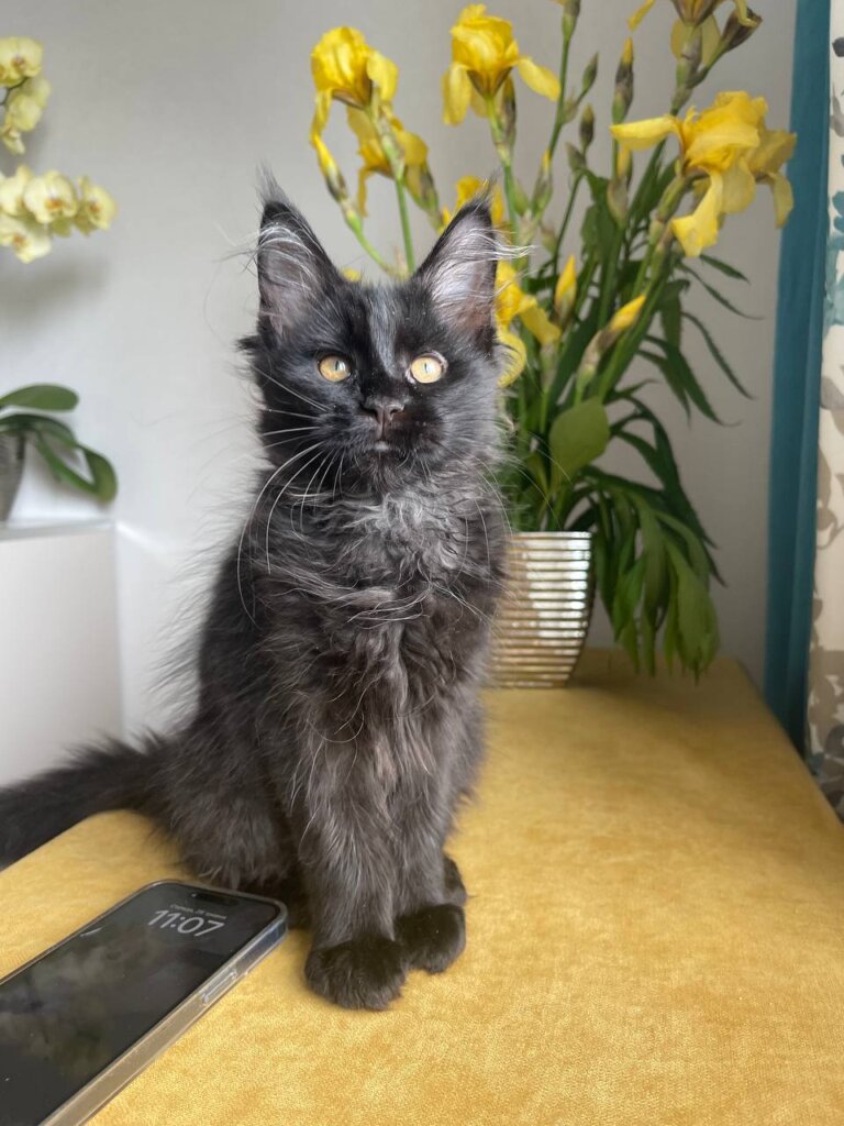 Naftusia Maine Coon Female (Available) $2600