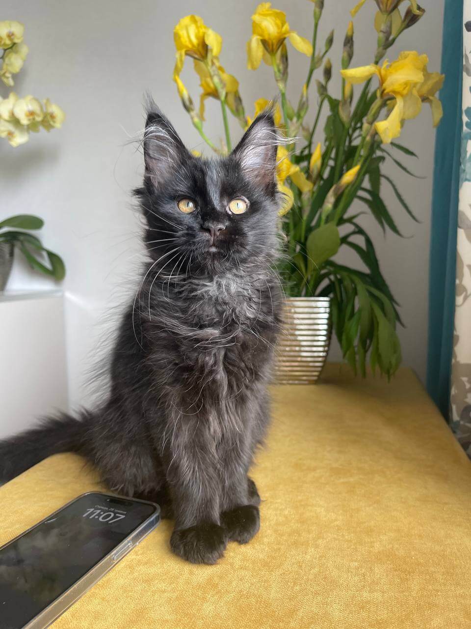 Naftusia Maine Coon Female (Available) $2600