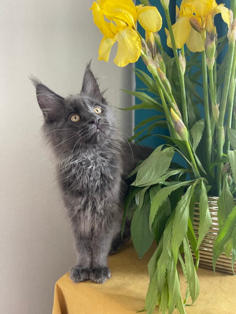 Nuha Maine Coon Female (Available) $2700