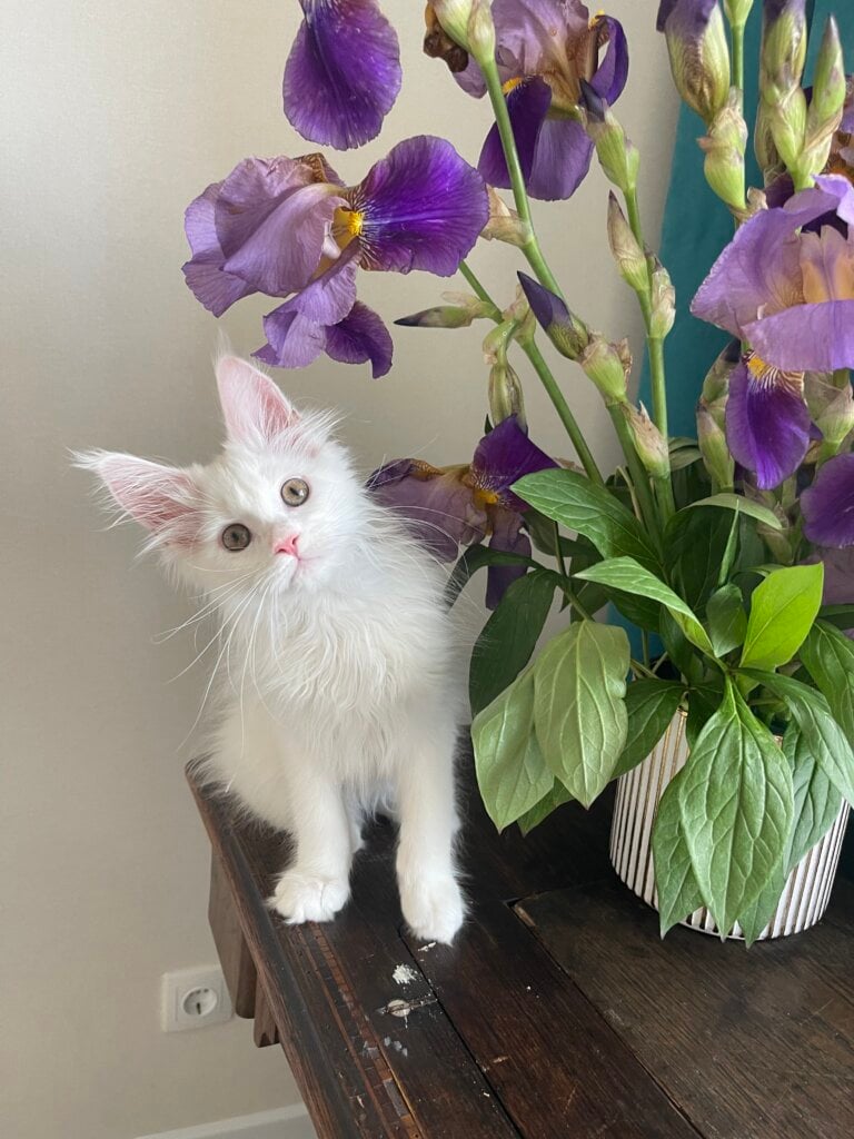 Gala Maine Coon Female (Available) $2700