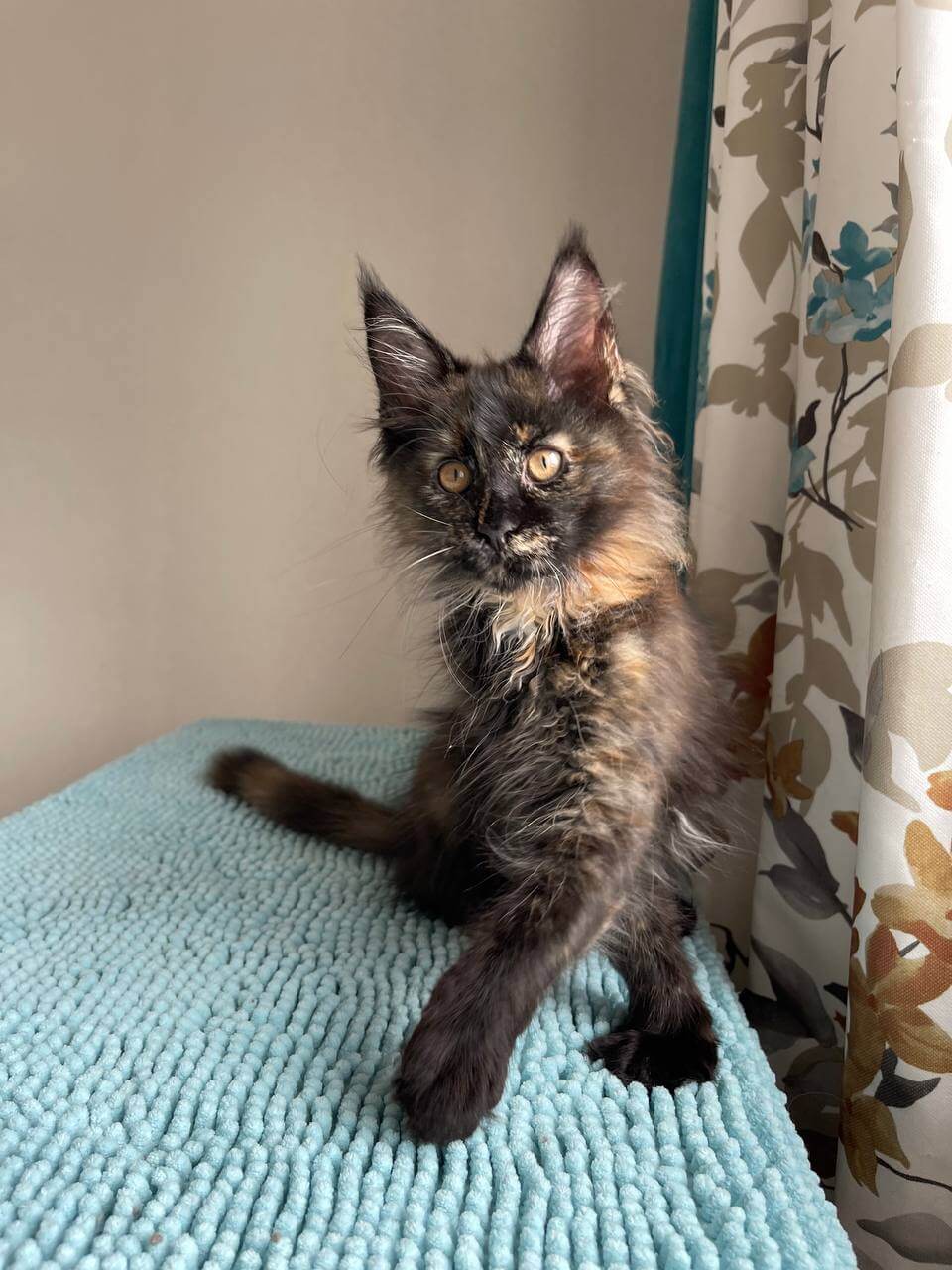 Nika Maine Coon Female (Available) $2600