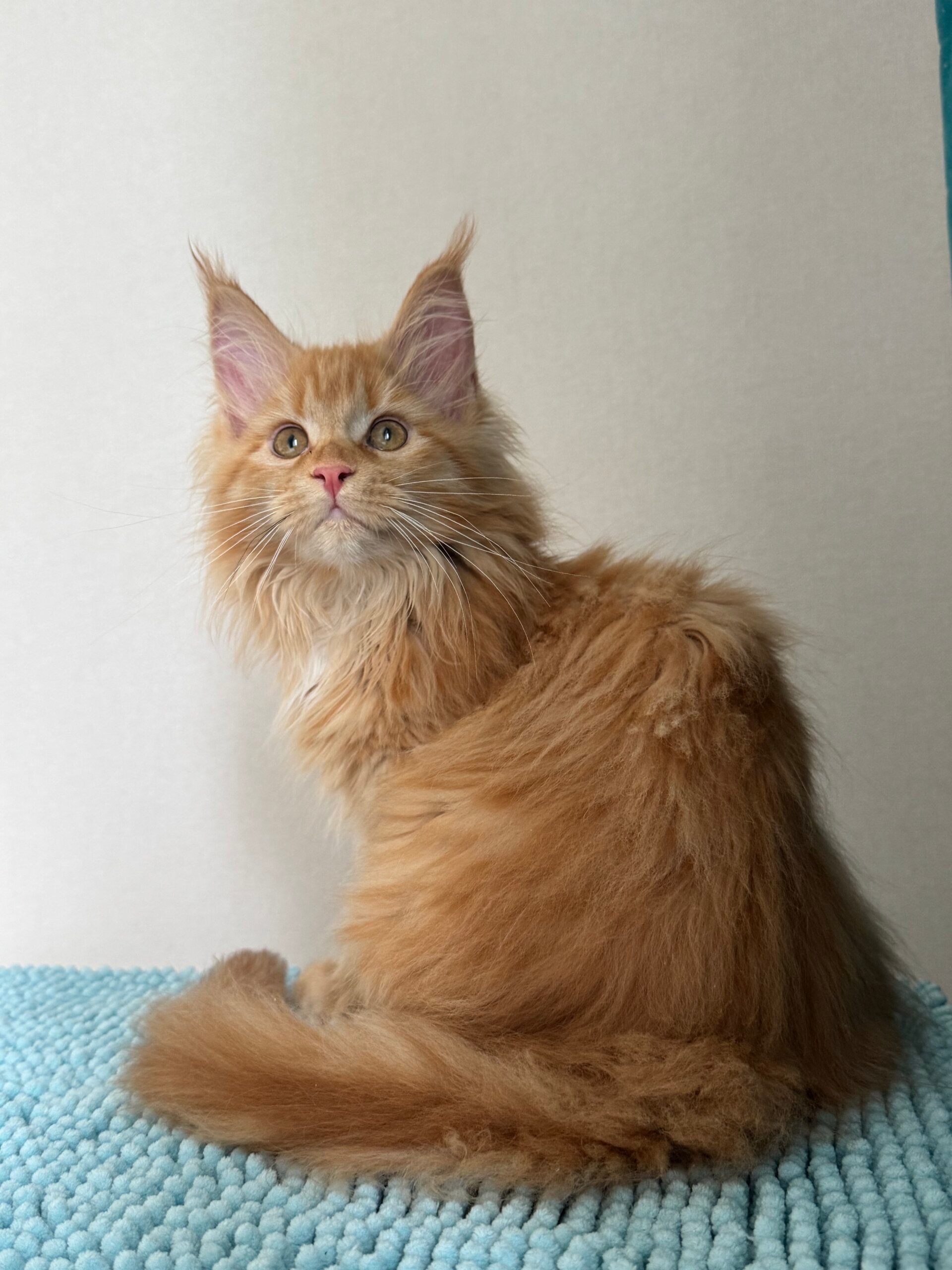 Gina Maine Coon Female (Available) $2700