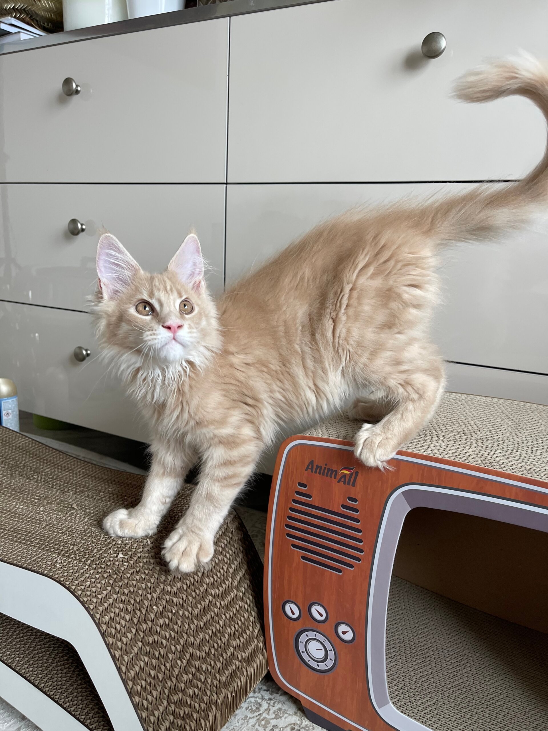 Napoleon Maine Coon Male (Available) $2600