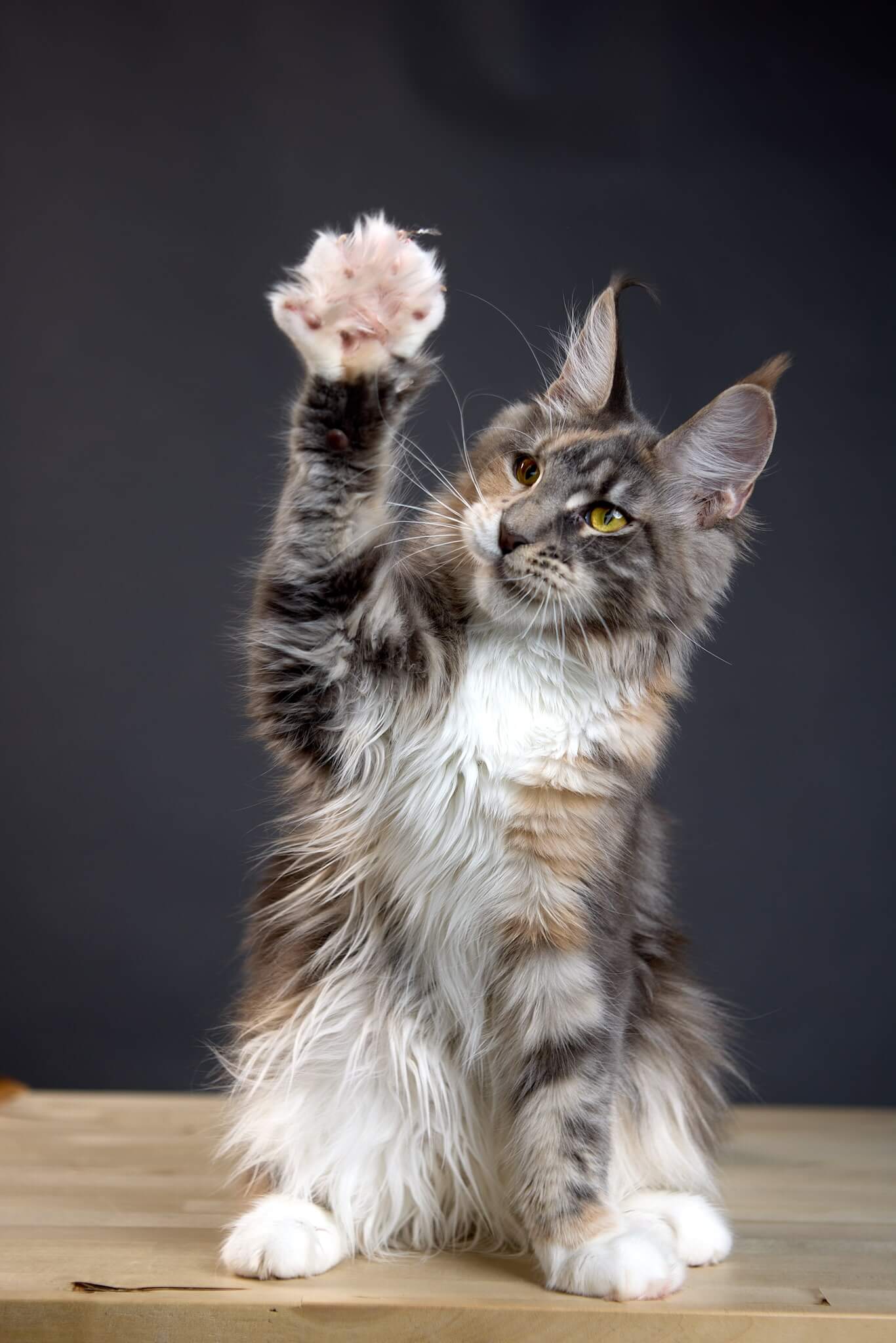 Yoko Maine Coon Female(Available) $2950