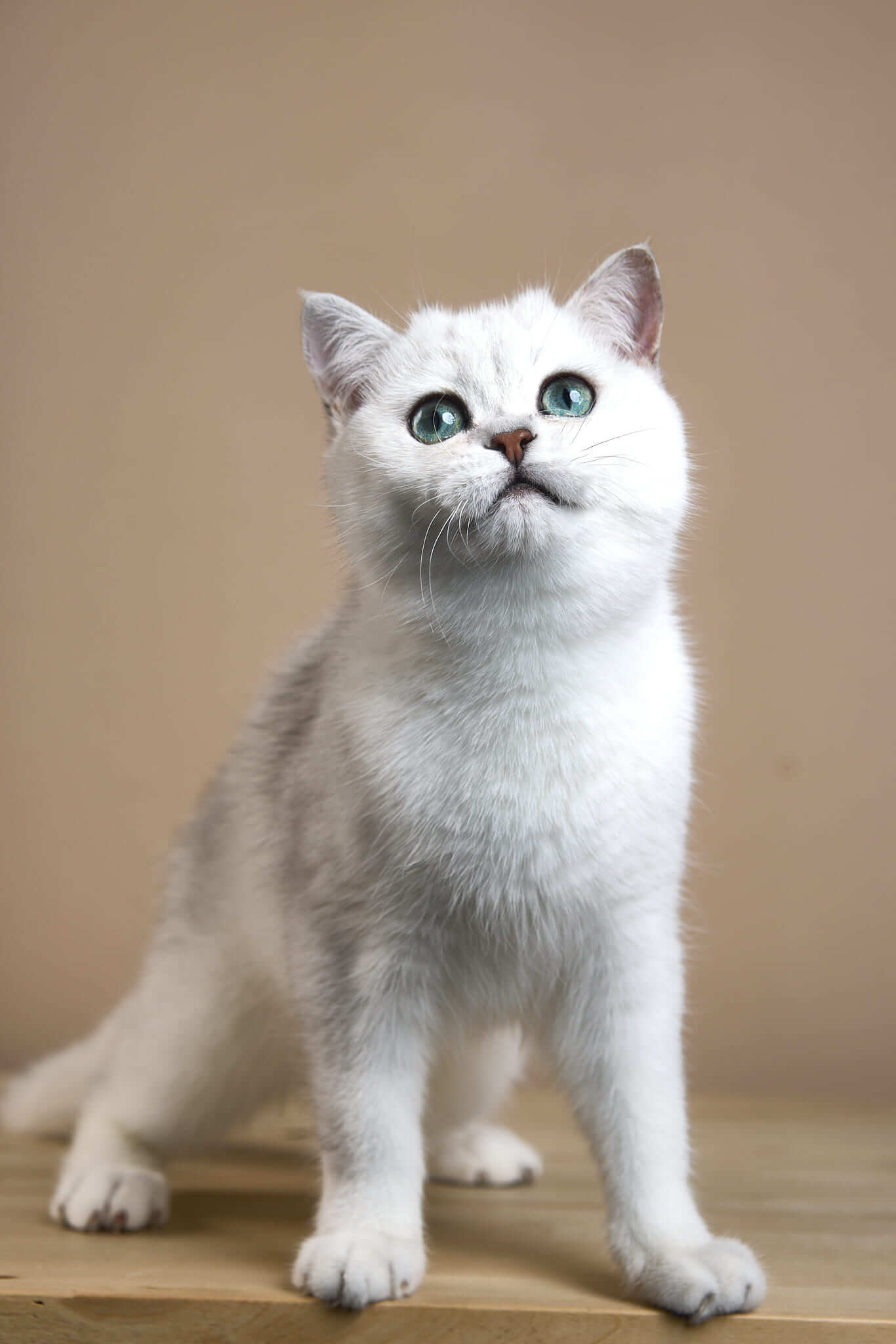 Emir British Shorthair Male (Available) $2500