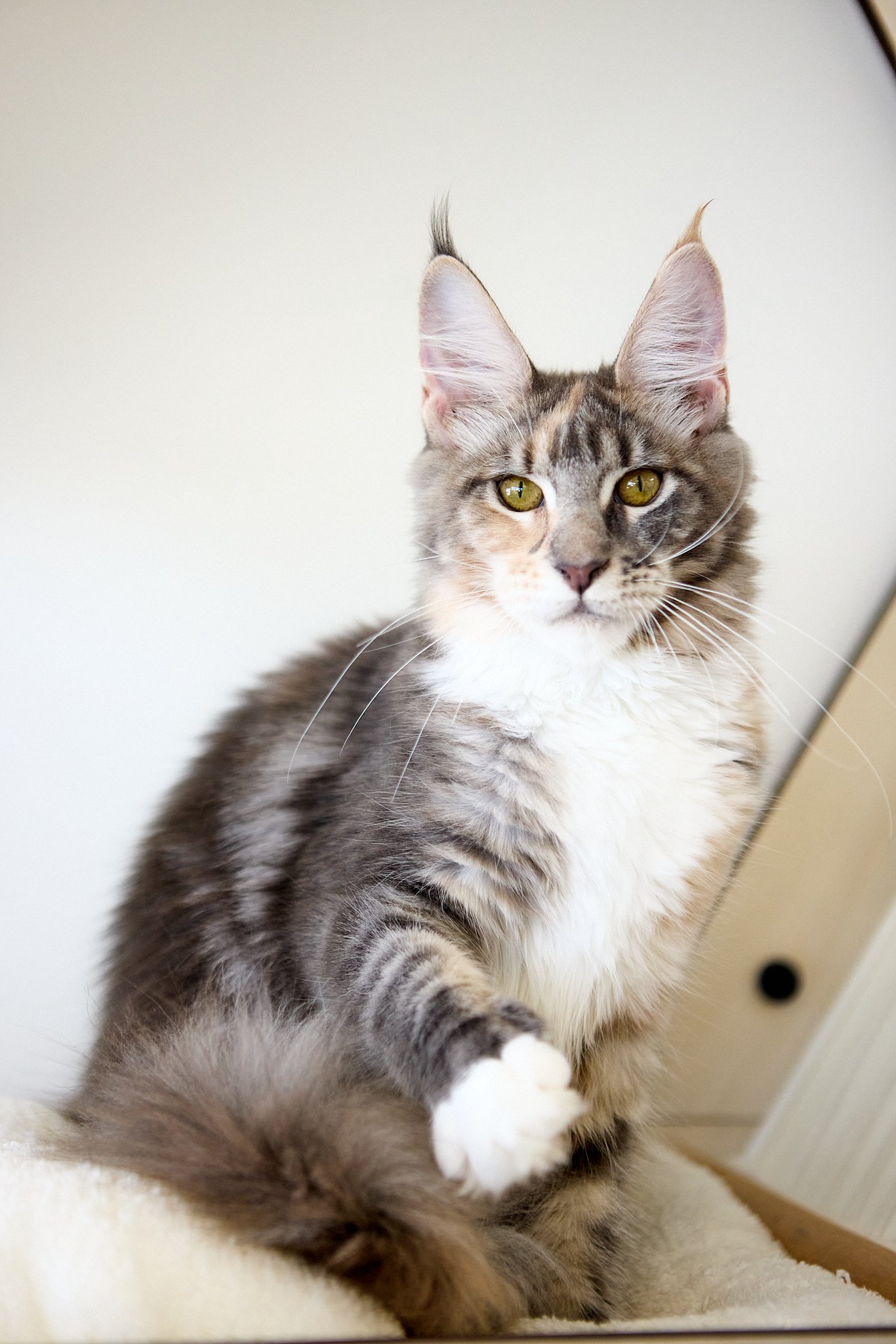 Yoko Maine Coon Female(Available) $2950