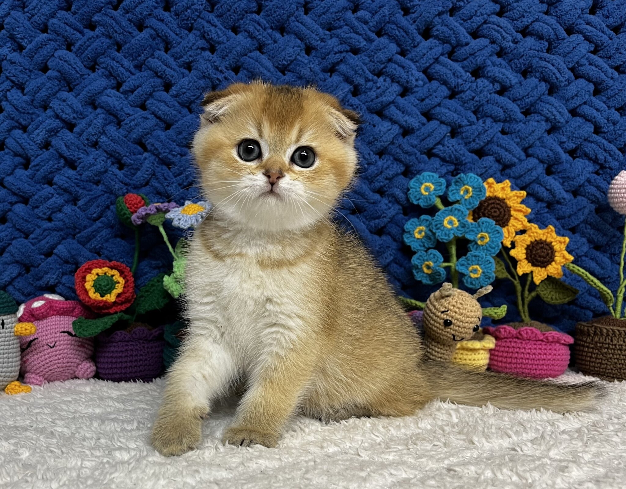 Kittens For Sale | Chicago - Meowoff We Will Help You To Find Your