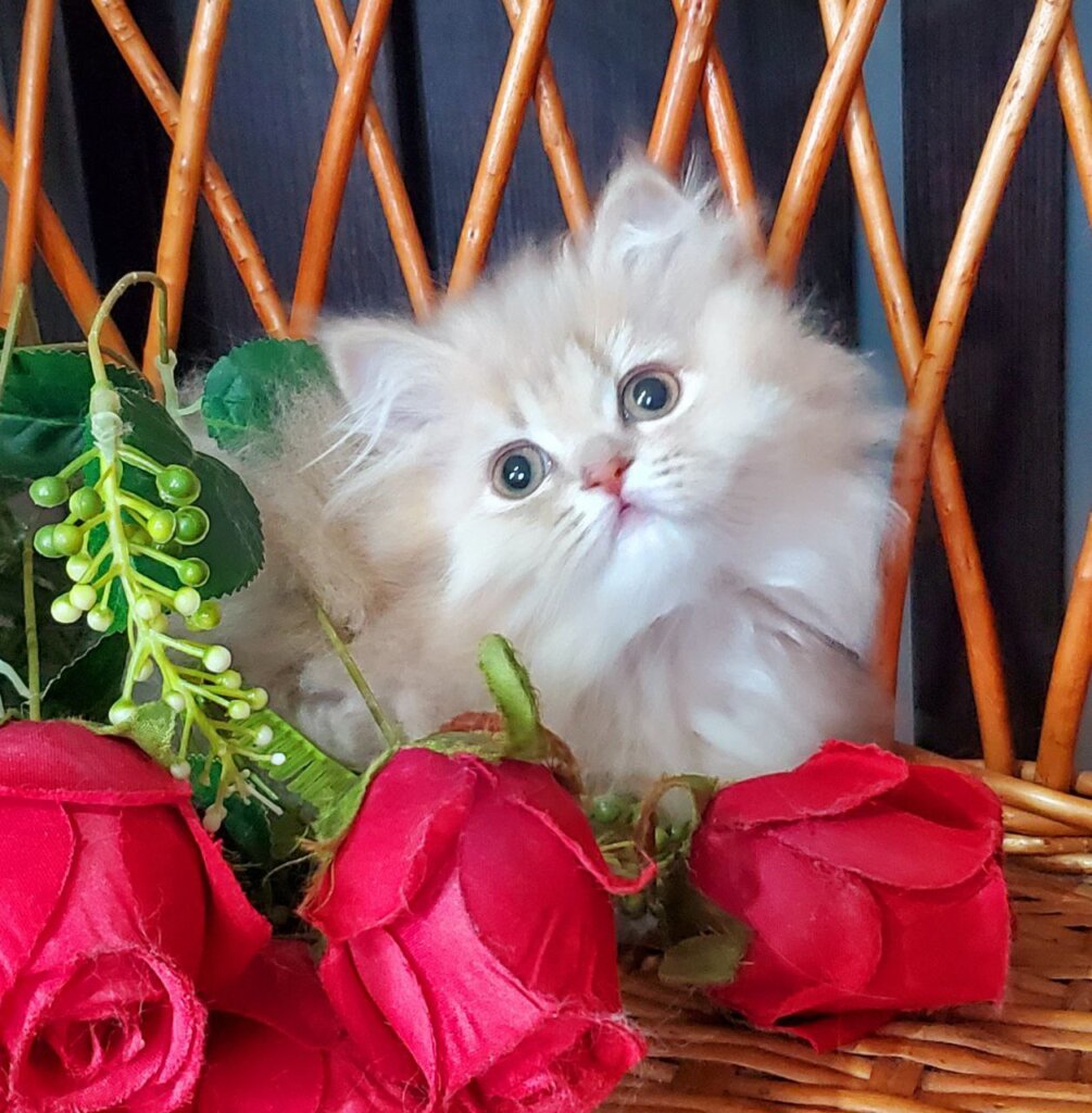 Wylie British Longhair Female (Available) $2550