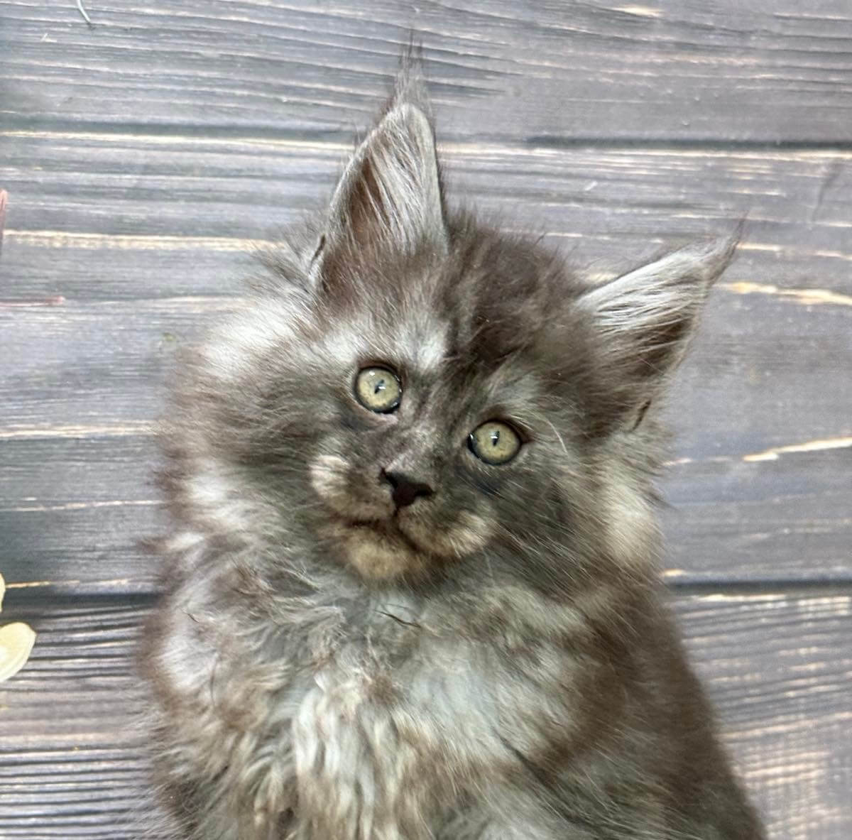 Poul Maine Coon Male (Reserved) $3200