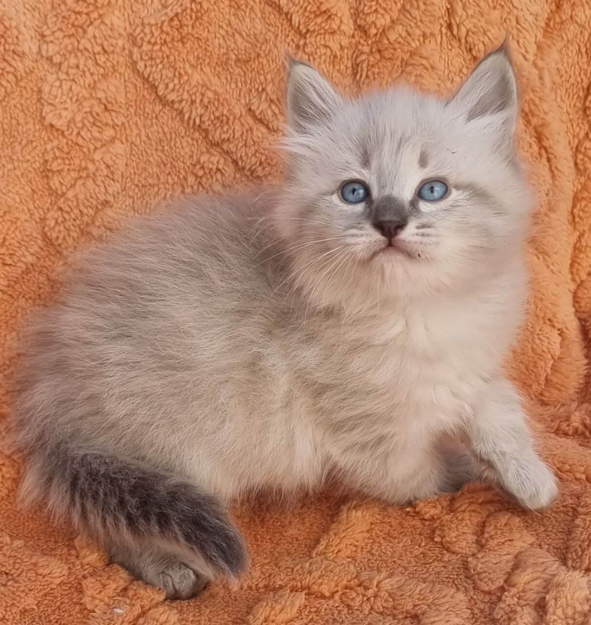 Mors Siberian Male (Available) $2850