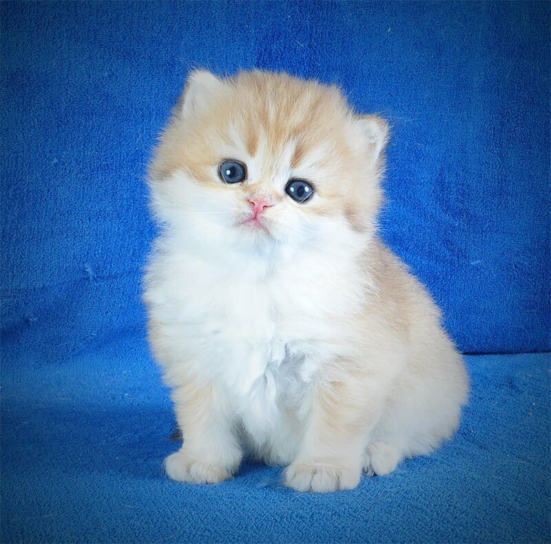 Duchess British Longhair  Male (Available) $2800