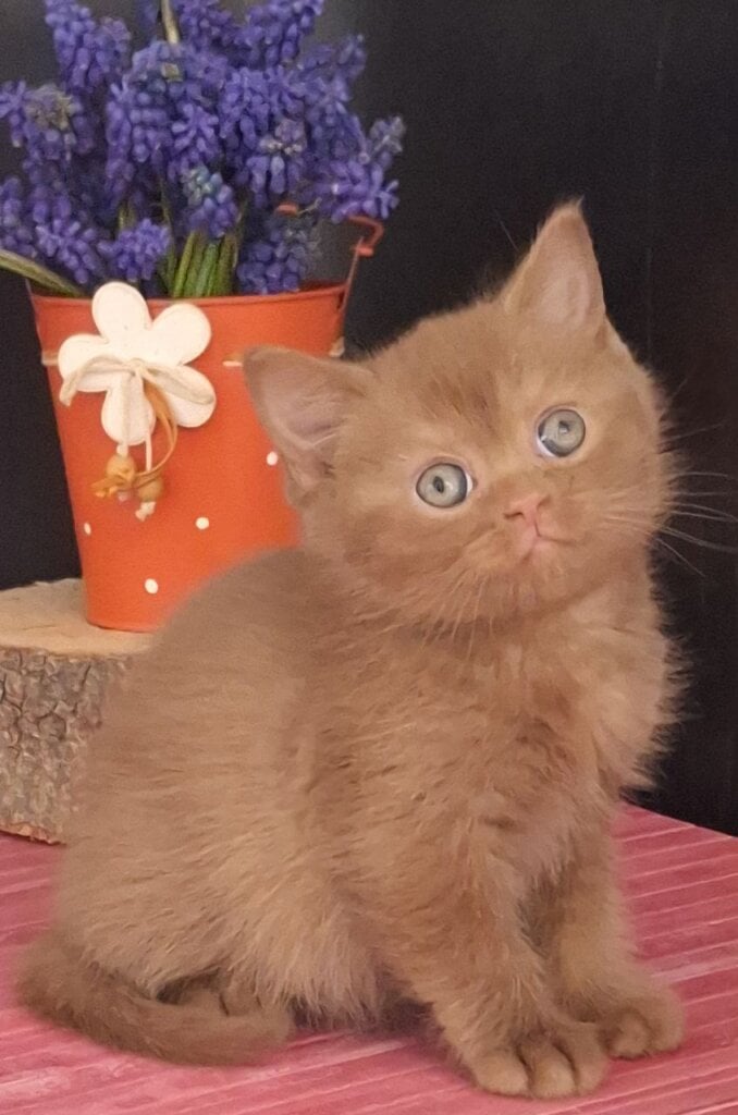 Pandor British Shorthair Male (Available) $3200