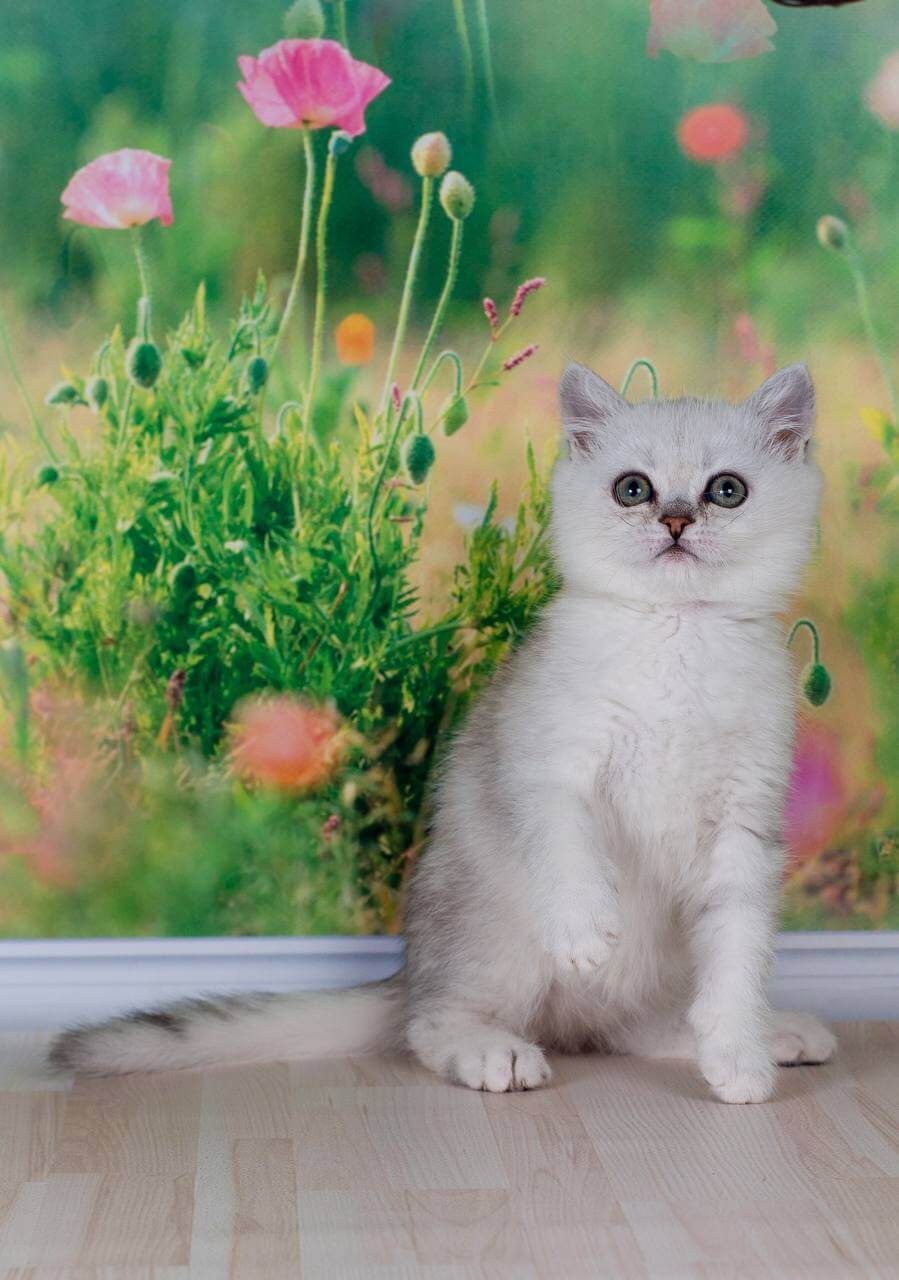 Funt British Shorthair Male (Available) $2500