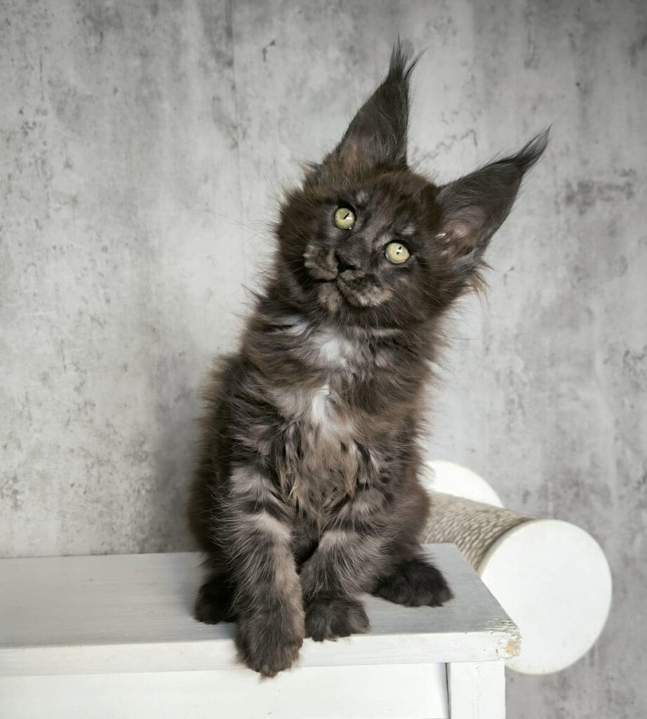 Vrungel Maine Coon Male (Available) $3450