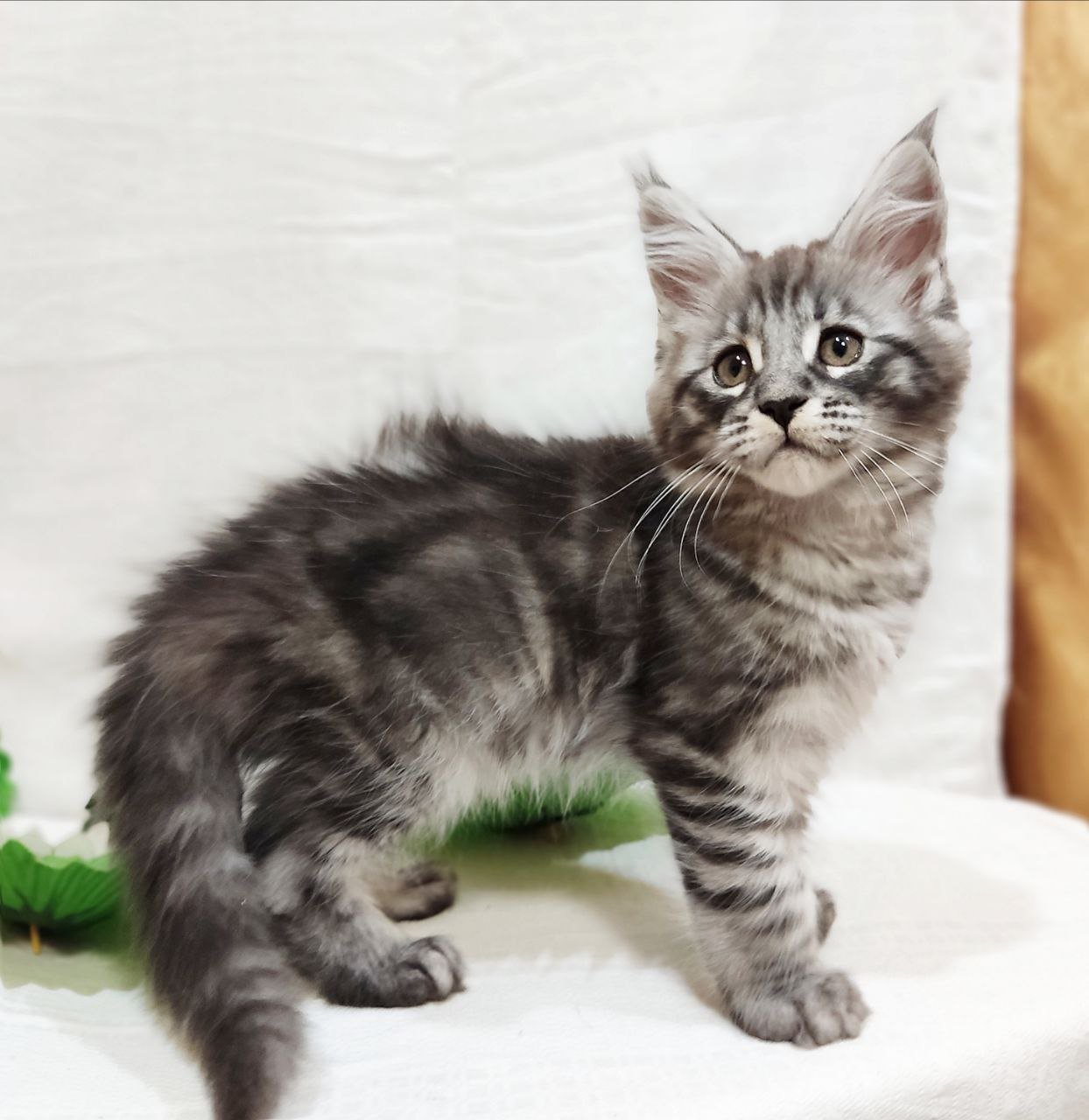 Irbis Maine Coon Male (Available) $2800
