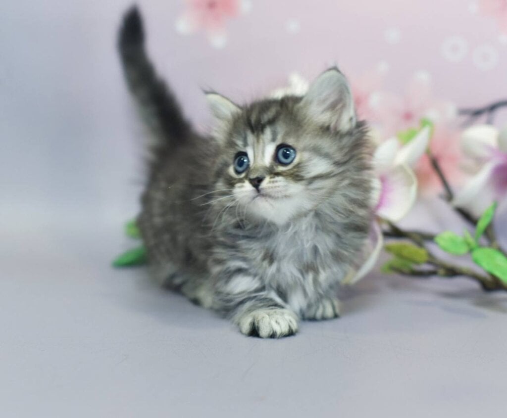 Why are Munchkin Cats So Expensive? Factors Explained