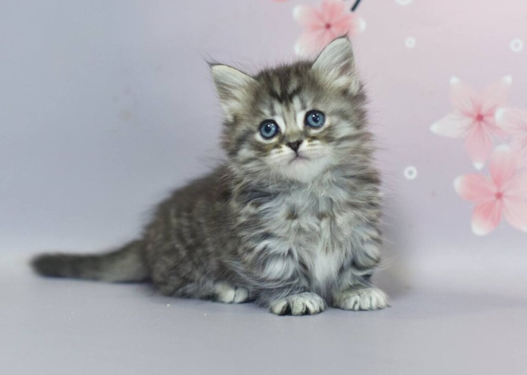 Khal Munchkin Male (Available) $3900