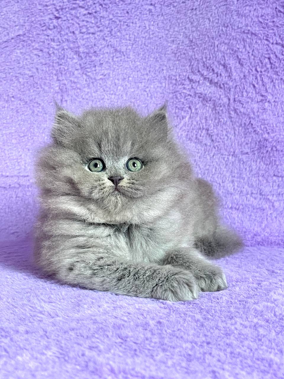 Xena British Longhair Female (Available) $2700