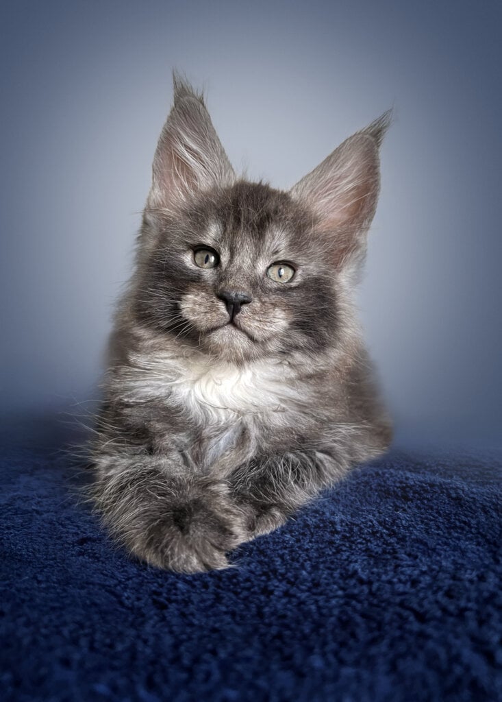 Maine Coon Eye Colors