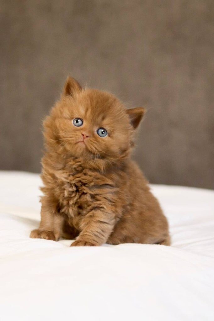 Patric British Longhair Male (Available) $3300