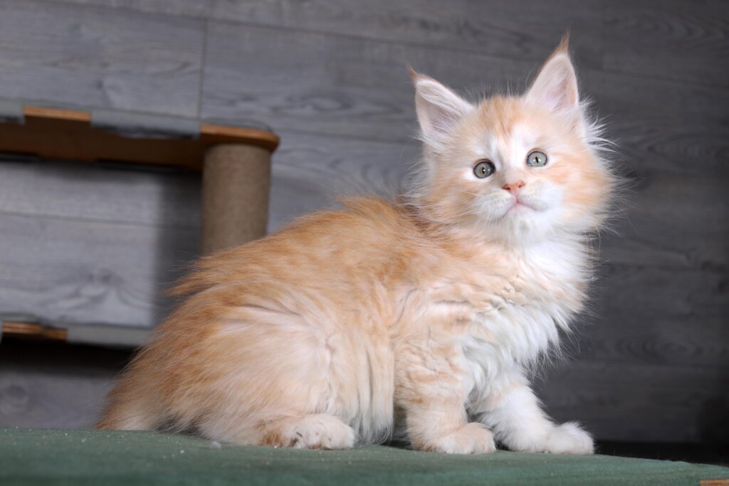 Amulet  Maine Coon Male (Available) $2850