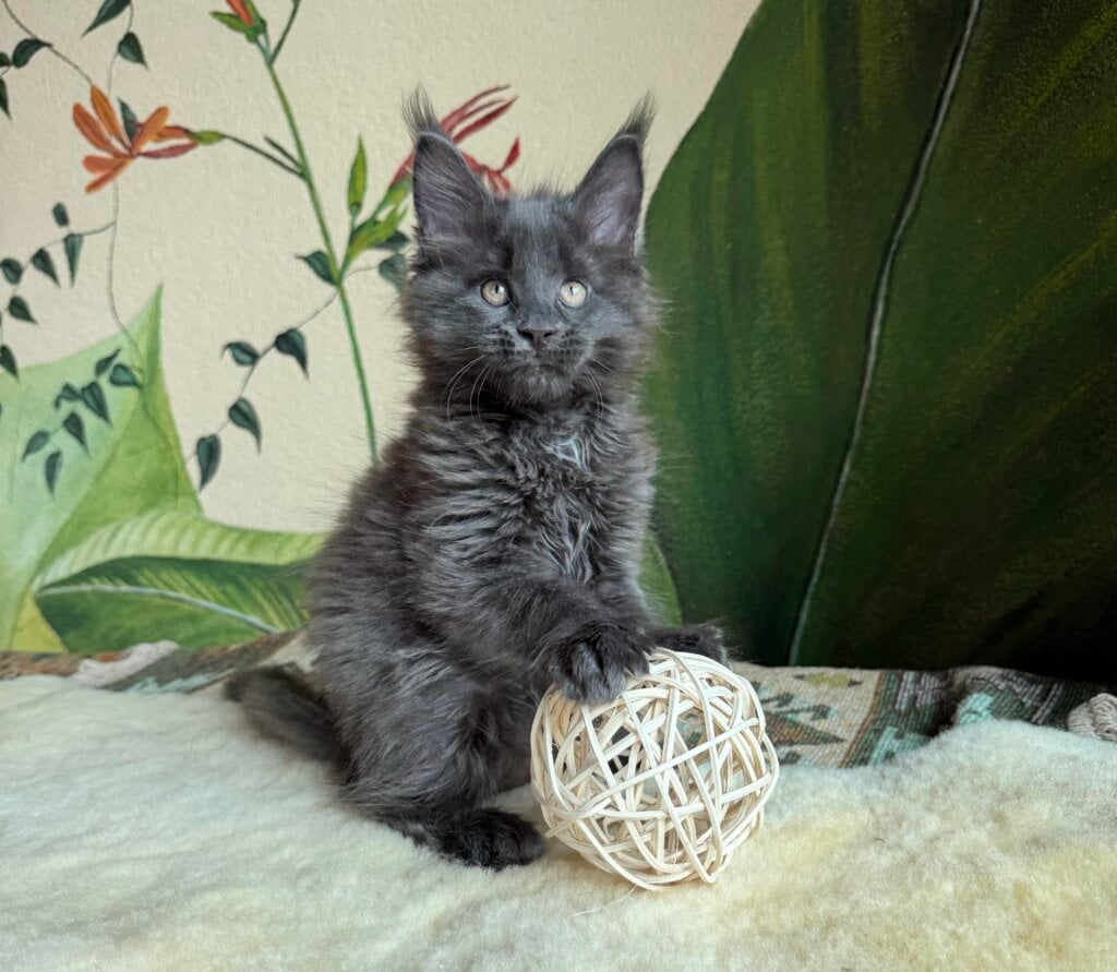 Gill Maine Coon Male (Available) $2700