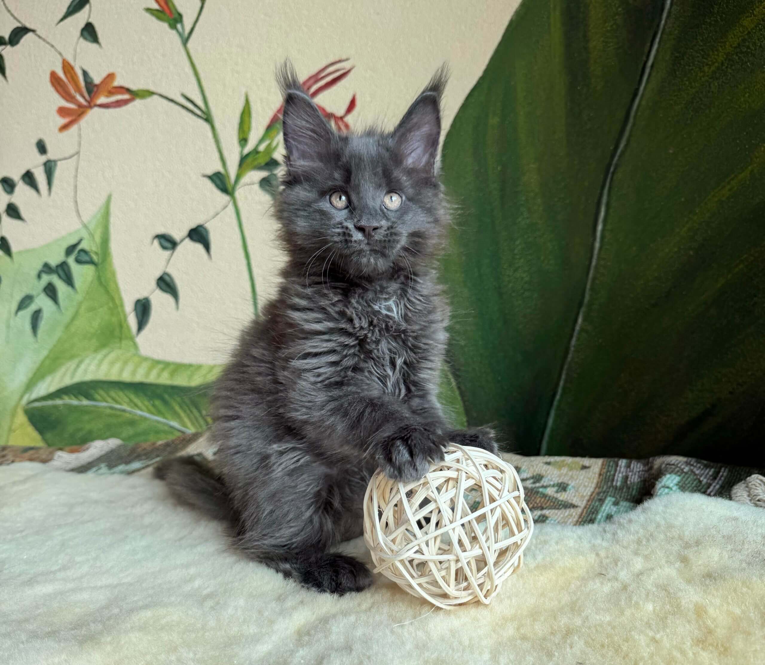 Gill Maine Coon Male (Available) $2700