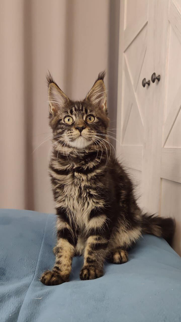 Gatsby Maine Coon Male (Available) $2700