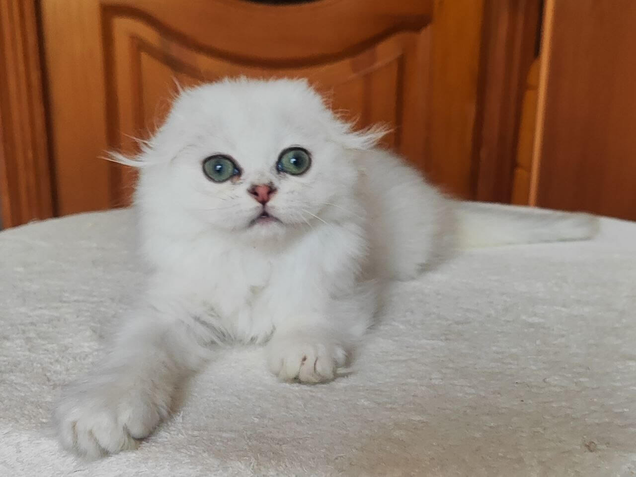 Lusi Scottish Fold Female (Available) $3200