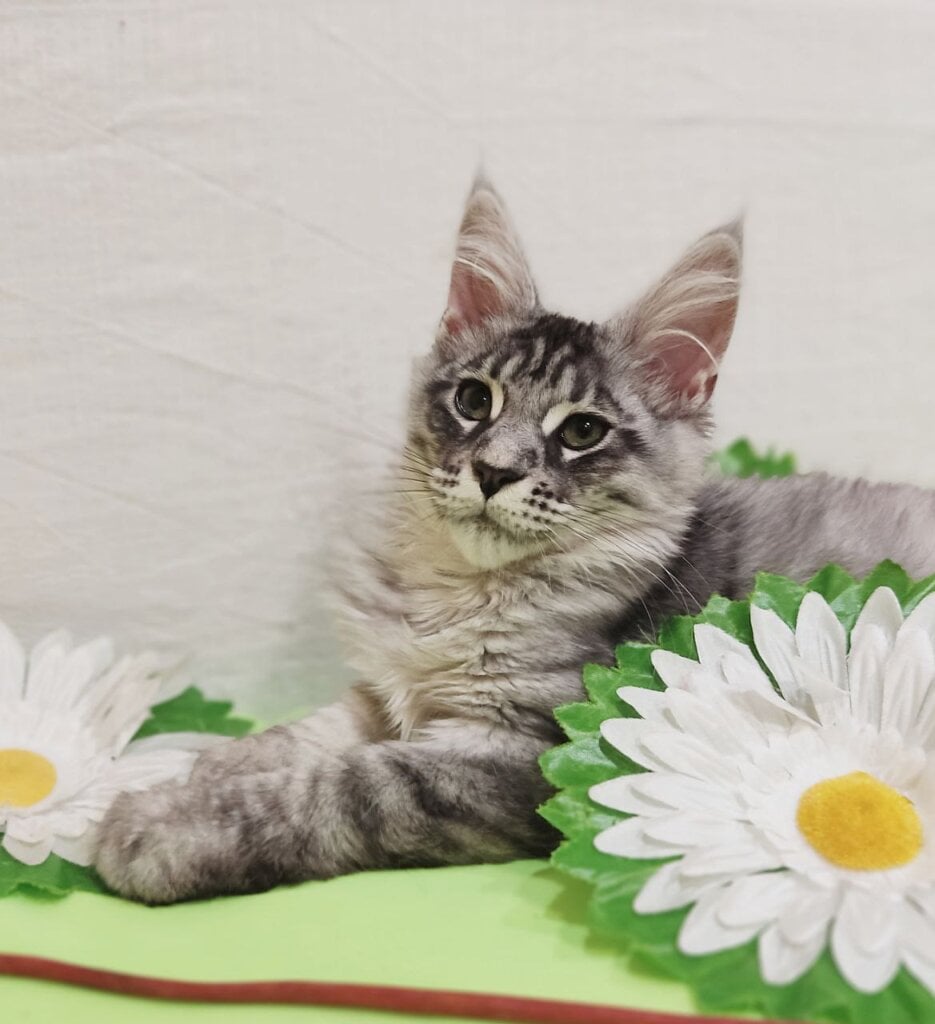 Isabella Maine Coon Female (Available) $2800