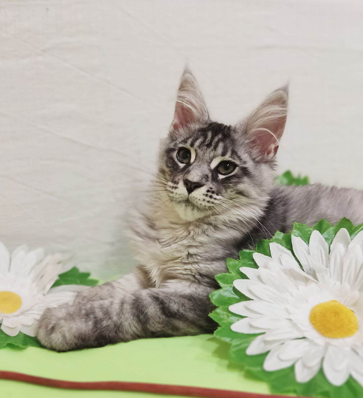 Isabella Maine Coon Female (Available) $2800