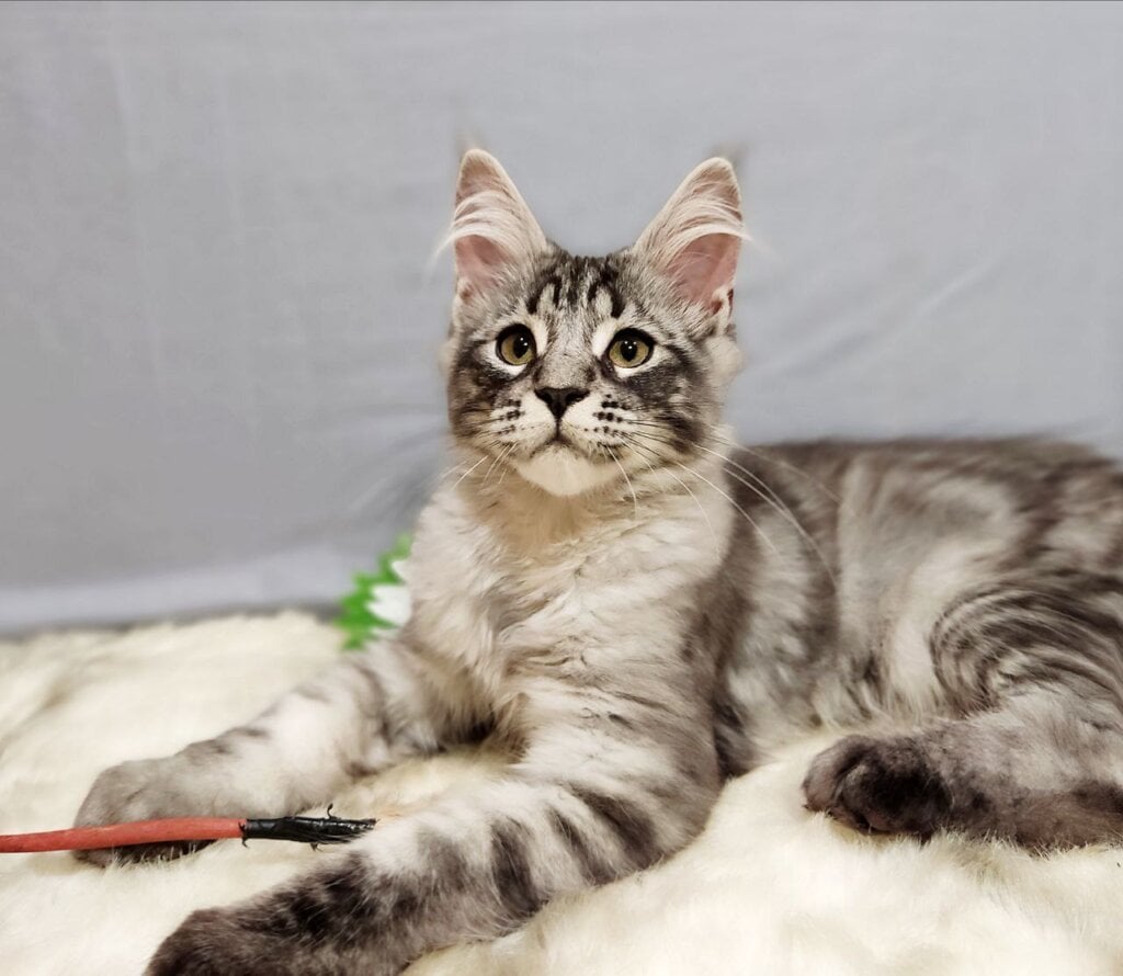 Irbis Maine Coon Male (Available) $2800