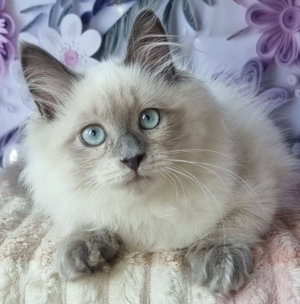 Mavka Siberian Female (Available) $2950